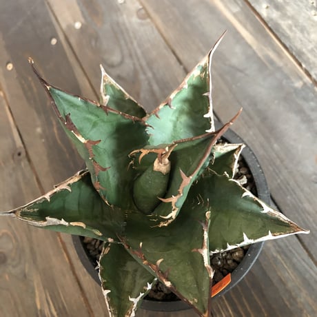 agave   titanota《M size》