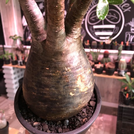 packypodium  gracilius《L size》※現地球発根済株※店主国内管理３年株※ぼってり大きな株元に奇跡の360°ロゼット枝振りの美株※mad black pot植え