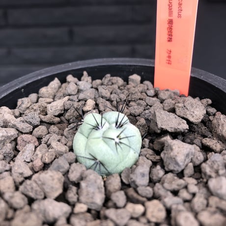 ortegocactus   macdougallii《大きめS size》希少※現地球カキ仔自根株※薄水色肌極美球体株‼︎※mad black pot植え