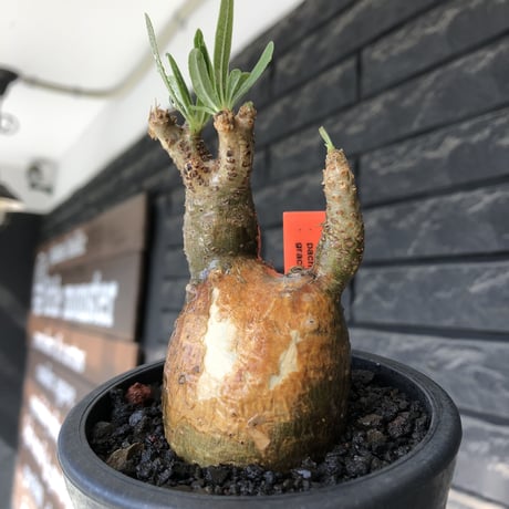 pachypodium gracilius《大きめS size》希少‼︎green肌＆現地焼け肌※現地球発根後店主国内管理2年株※かわいい樹形に荒々しい現地焼けも魅力※mad black pot植え