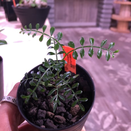 packypus  &  densicaule（恵比寿大黒）   littmon  seed🌱