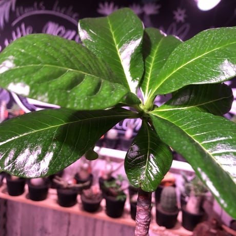 packypodium  decaryi 《 L  size》希少size‼︎ ※現地球発根済み　株元から珍しい程枝を出すでっぷり株‼︎※mad black pot植え