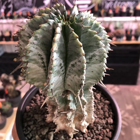 euphorbia    horrida《極太M size》※現地球発根済株※大変木質化も進み強刺で刺々しさ半端なきホリダ※mad black pot植え