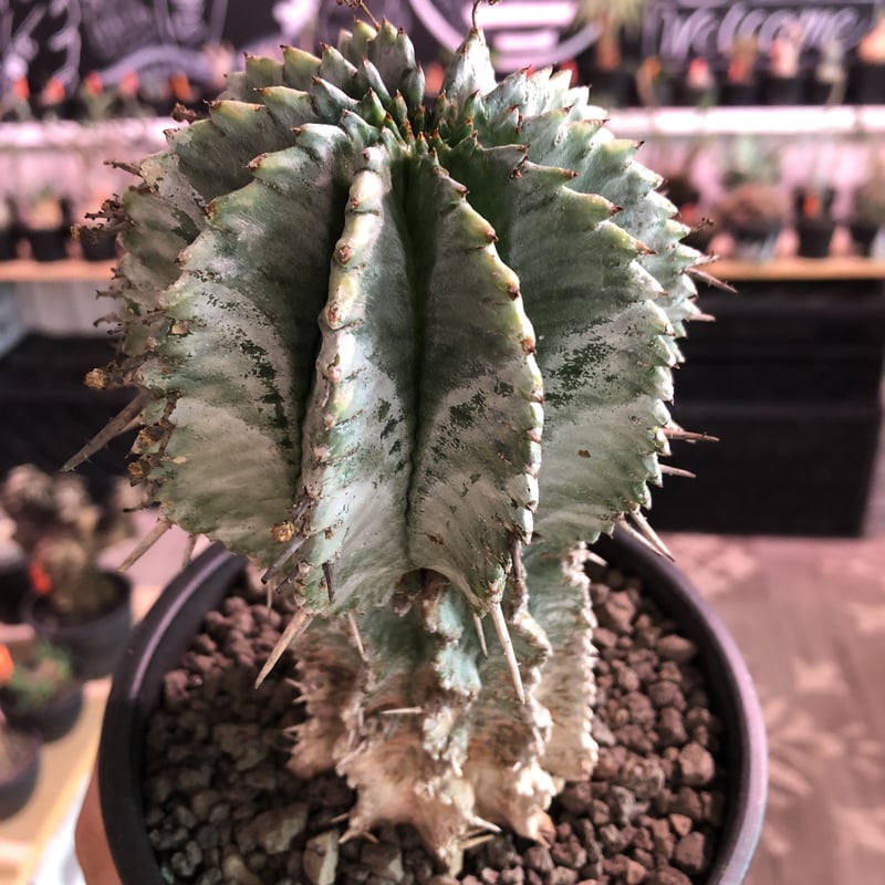 euphorbia horrida《極太M size》※現地球発根済株※大変木質化も euphorbia horrida《極太M size》※現地球発根済株※大変木質化も