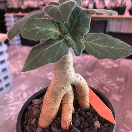 uncarina  roeoesliana《M size》※大変良き株元樹形の上、短枝となりbalanceも抜群株‼︎※mad black pot植え