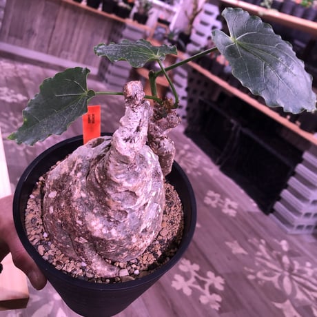 adenia   plastic《大きめM size》※大変肌質と表皮が木質化したvintage株‼︎ ※mad black pot植え　※希少