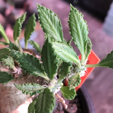 euphorbia tulearensis《 L L size》※驚愕‼︎最高峰のbig塊根を持つ希少性激高塊根ユーフォルビア‼︎全体balanceも良く激オススメ株※mad black pot植え