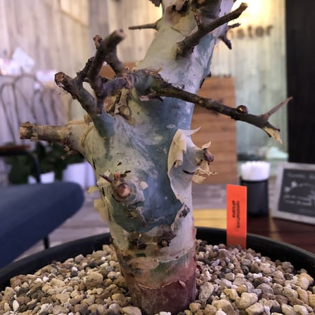 commiphora    africana《L size》