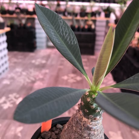 euphorbia   pachypodioides《M size 》※ボコボコ肌にぼってり樹形‼︎葉の表がグリーンで葉裏と開花時の花が紫な魅力的で昨今希少な一株※mad black pot植え