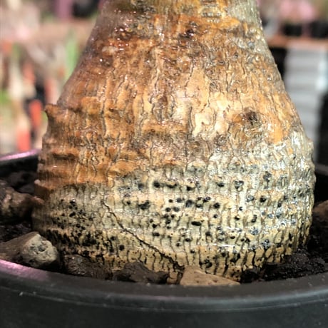 pachypodium  gracilius《大きめS size》一部緑赤肌＆現地焼け株※現地球発根済株※店主国内管理2年株※良balance立体的ボコボコ表皮の選抜株※mad black pot植え
