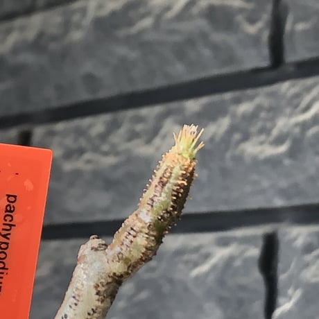 pachypodium gracilius《S size》希少‼︎yellow肌＆球体株※現地球発根後店主国内管理2年株※360度まん丸球体樹形の堪らなくかわいい一株※mad black pot植え