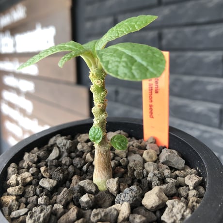 希少‼︎ dorstenia   gigas《大きめS size》littmon  seed🌱（実生株）※今季成長&枝振りに期待できる将来有望人気者ギガス※mad black pot植え