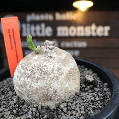 pentagonanthus grandiflorus ssp.glabrescens《M size 》※現地球発根後店主国内管理2年株※激希少種‼︎可愛すぎる装い※mad black pot植え