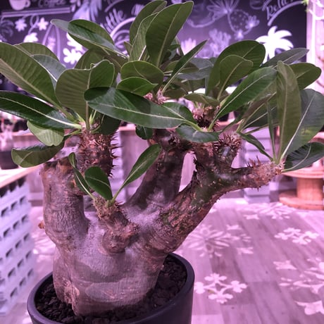 packypodium   enigmaticum《L size》※発根済み株‼︎ ※mad  black  pot植え ※エニグマらしい 肌‼︎質感‼︎  silver &gold肌