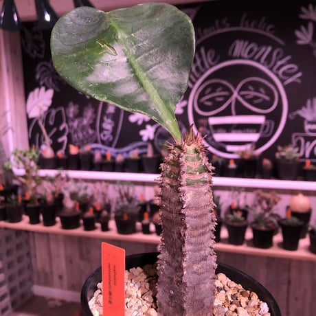 euphorbia    neohumbertii《噴炎竜》M size