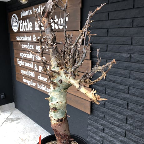commiphora    africana《L size》佇まい🤩