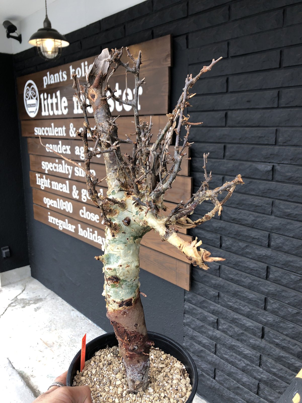 commiphora africana《L size》佇まい🤩 | plants hol
