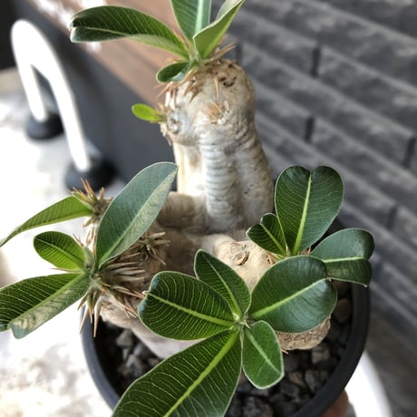 pachypodium  eburneum《M  size》※現地球発根後店主国内管理5年株※白肌岩肌質にエブレらしい樹形が堪らなく丁度良きサイズ感※mad black pot植え