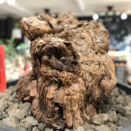 pelargonium  triste《XL size》※現地球株発根済※とびきり巨岩のトリステ‼︎更に丸みも強く伸びておらず良樹形な一株‼︎※black bowl pot植え