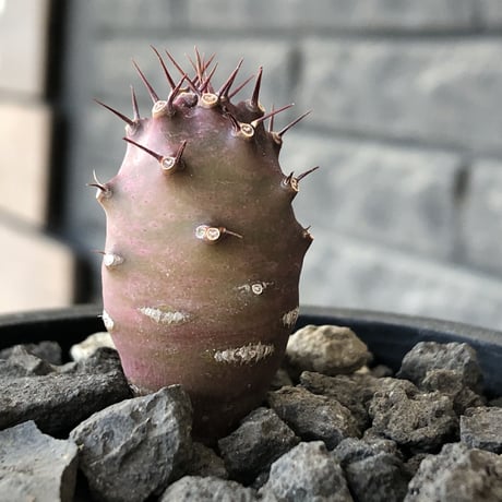 euphorbia  pachypodioides《S size 》※littmon seed🌱※まだまだ小振りが故に今後の成長過程をより感じられる一株※mad black pot植え