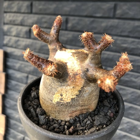 pachypodium  gracilius《小さめM size》極短枝＆現地焼け株※現地球発根済株※店主国内管理2年株※大変ぼってり樹形且つ枝振りも良き一株※mad black pot植え