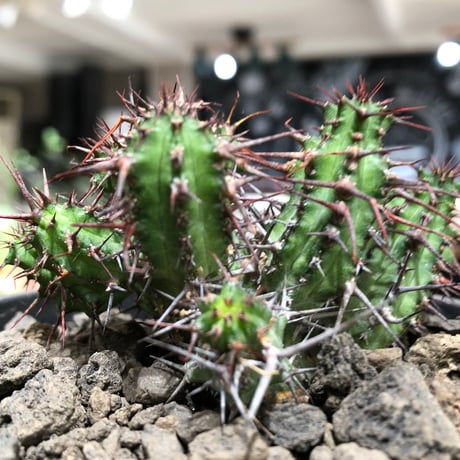 euphorbia golisana《M size》※現地球株発根済※木質化した極太主頭から伸びる良枝振りとコントラストが美しく厳つい棘々しさも堪らない‼︎※black bowl pot植え