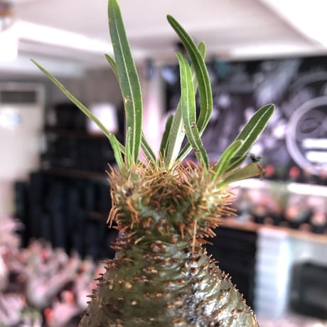 pachypodium  gracilius《大きめS size》希少green肌＆まん丸樹形※現地球発根済株※店主国内管理2年株※愛くるしい樹形に良き肌カラー＆美肌株※mad black pot植え
