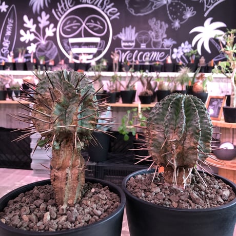 euphorbia    horrida《大きめM size》※現地球発根済株※大変木質化も進む強刺で刺々しさ半端なき子吹き株※mad black pot植え　※限定2株
