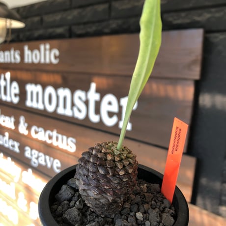euphorbia bupleurifolia《大きめM size 》※まん丸球体株※現地球発根後店主国内管理5年株※ボコボコ肌にまん丸球体感が堪らない一株※mad black pot植え
