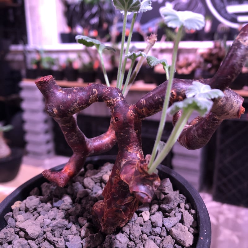pelargonium mirabile《大きめM size》※現地球発根済株※今後輸入が厳