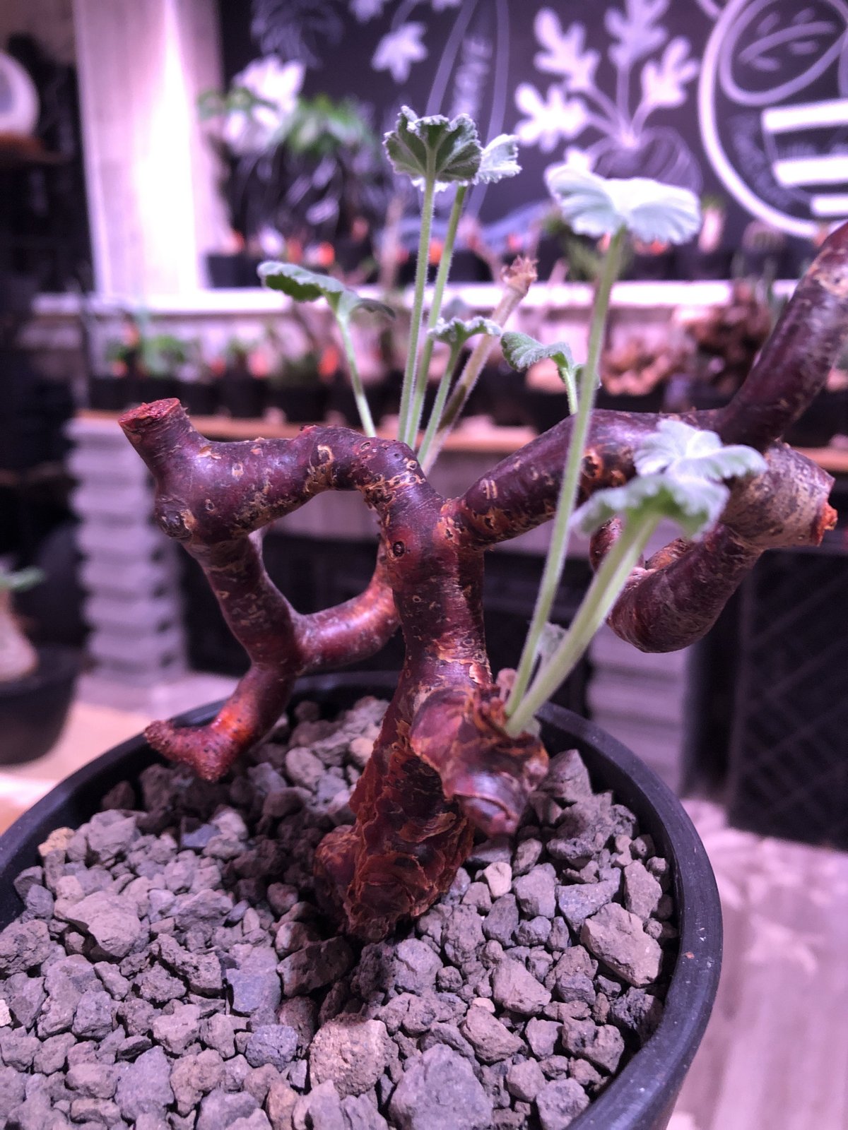 pelargonium mirabile《大きめM size》※現地球発根済株※今後輸入