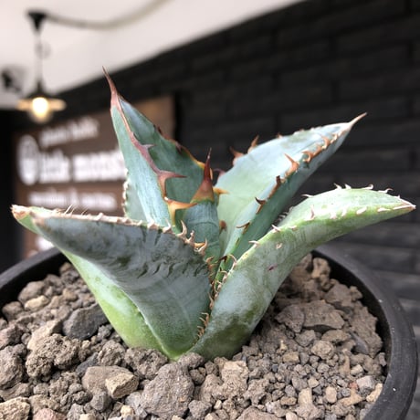agave titanota blue《小さめM size》選抜株※現地球株発根済※今季の成長が楽しみな纏まり締まりも良き一株‼︎※mad black pot植え