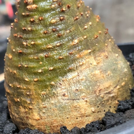 pachypodium gracilius《大きめS size》※現地球株発根済※チャームポイント的現地焼け＆極green肌を兼ね備えた良樹形株‼︎※black bowl pot植え