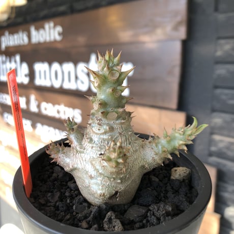 pachypodium windsorii《M size》※選抜littmon seed🌱※weight低き極ぼってり株元&枝振りも◎良樹形※mad black pot植え