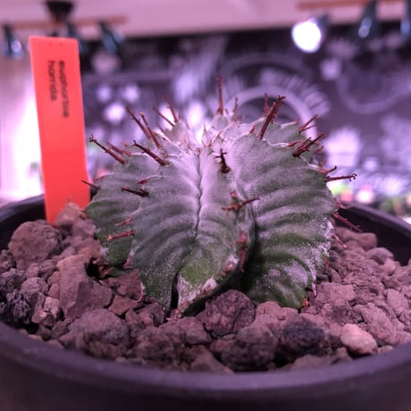 euphorbia horrida《小さめM size》※現地球発根済株※weight低きぼってり手乗りサイズの子吹き株‼︎アルバcolorなホリダ※mad black bowl pot植え