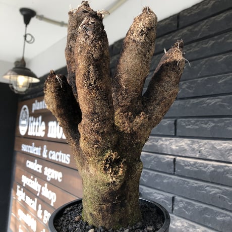 xerophyta trichophylla《S size》※現地球発根後店主国内管理2年株※驚愕強靭株※太く良枝振りな一株※mad black pot植え