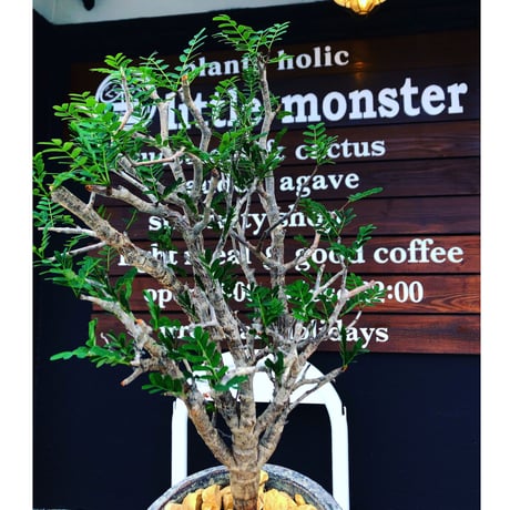senna  meridionalis《 LL size》※現地球発根後店主国内管理4年株※大振りながら美しくまとまった激しい枝振り&ボコボコ幹が堪らなく美しい白肌株※陶器鉢植え