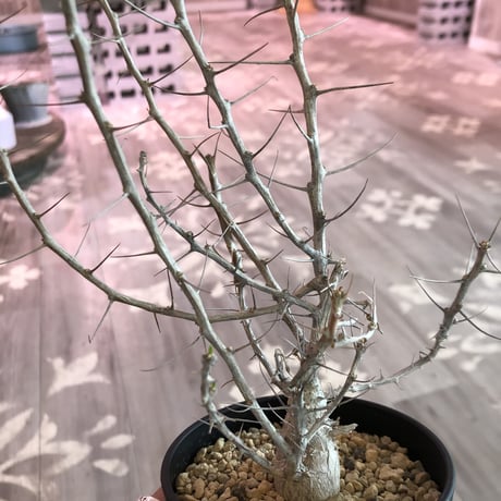 fouquieria    columnaris 観峰玉《S size》発根済み株