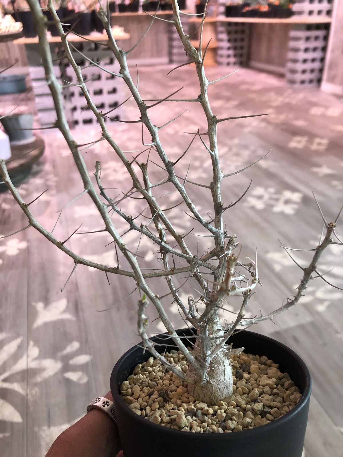 fouquieria columnaris 観峰玉《S size》発根済み株 | pla