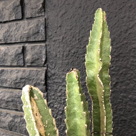 stapelia《M  size》