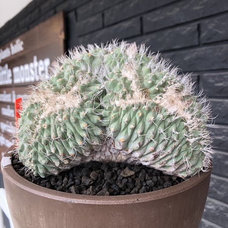 strombocactus 白棘菊水綴化群生《XL size》驚愕激希少‼️現地球発根後店主国内管理17年株※力強く美しい渾身のcollection株※brown marble bowl pot植え