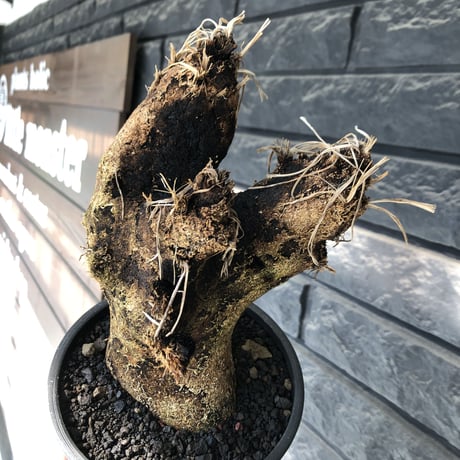 xerophyta trichophylla《S size》※現地球発根後店主国内管理2年株※驚愕強靭株※枝振り良くweightもlow‼︎かわいい小振りサイズ※mad black pot植え