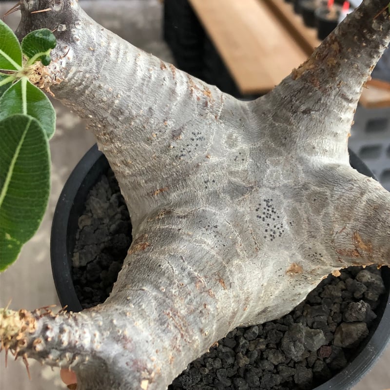 pachypodium enigmaticum《L size》※現地球株発根済※ワイルドな極太