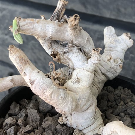othonna clavifolia《L L size》激希少※現地球発根後店主国内管理9年株※個体激減し輸入厳しい中肉々しくどっしり構えの極美良樹形※mad black bowl pot植え