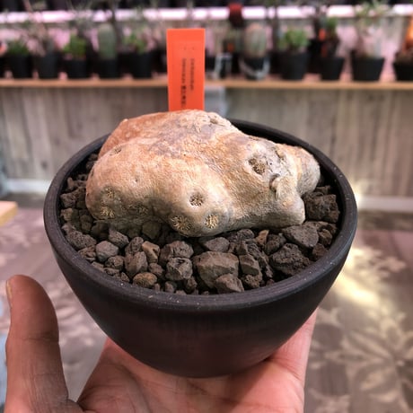 packypodium  brevicaule  恵比寿笑い《S  size》※表皮はツルッと艶があり、このサイズだからこその可愛さが堪らない‼︎※mad black pot植え