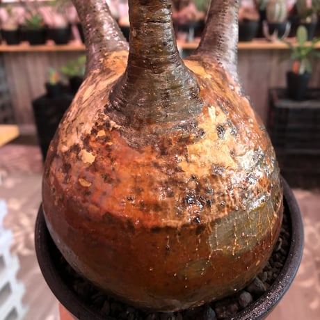 packypodium  gracilius《L size》※現地球発根後店主国内管理7年株※極球体&wildな赤肌&現地焼け際立つ特選株※mad black bowl pot植え