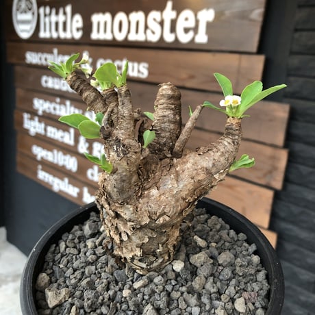 euphorbia    itremensis《M size》おススメ株‼︎   mad  black  pot植え
