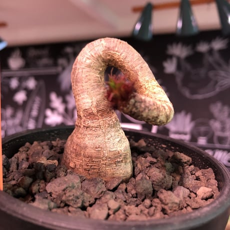 euphorbia ramena《M size》※ぽっこり塊根の上、特に絶妙な捻くれ加減が堪らないラメナ‼︎希少南アフリカ物※mad black bowl pot植え