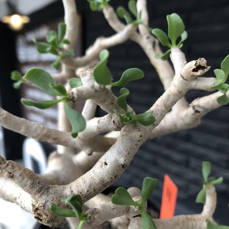 othonna furcata《 L size》極白肌良樹形※現地球発根後店主国内管理5年株※極美白肌且つ丁度良きサイズ感の良樹形株※mad black pot植え