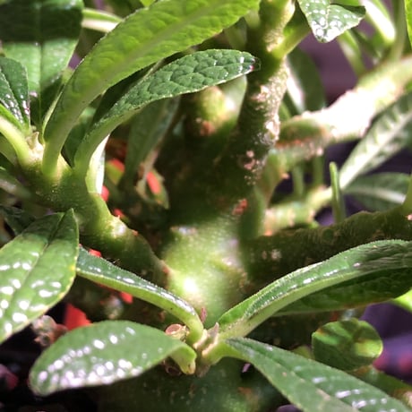 希少 dorstenia   gigas《大きめM size》littmon  seed🌱5年株※17本枝を出しぼってり株元＆良樹形balanceの将来有望ギガス※mad black pot植え